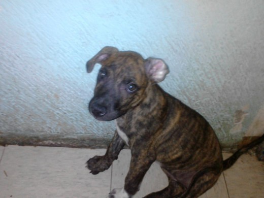 perrita de nombre dalila.
3 meses perrita de nombre dalila.
3 meses